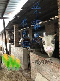 霸宠娇妻这个总裁有点冷免费阅读