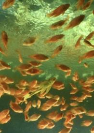 非正常性交姿势