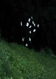兄妹骨科原涯
