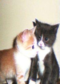 四合院来的娇小姐